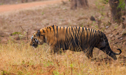 sunderban